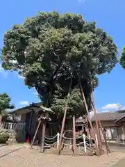 村國真墨田神社(岐阜県)