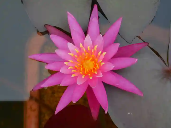 極楽山 浄土寺の自然