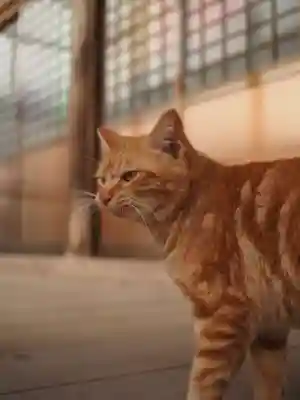 天王山 安楽寺(福井県)