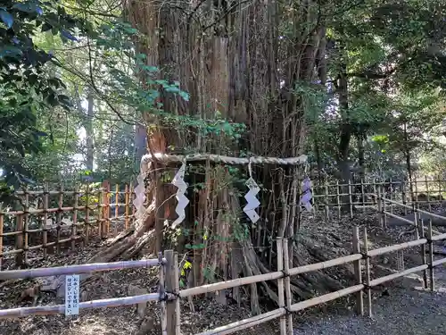 大國魂神社の自然