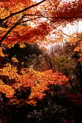賀茂別雷神社（上賀茂神社）(京都府)