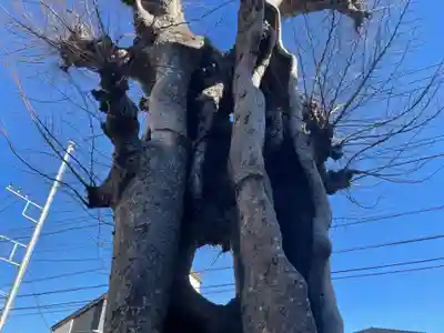 秋葉神社の自然