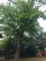 久我山稲荷神社(東京都)