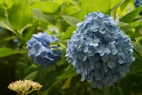 白山神社の自然