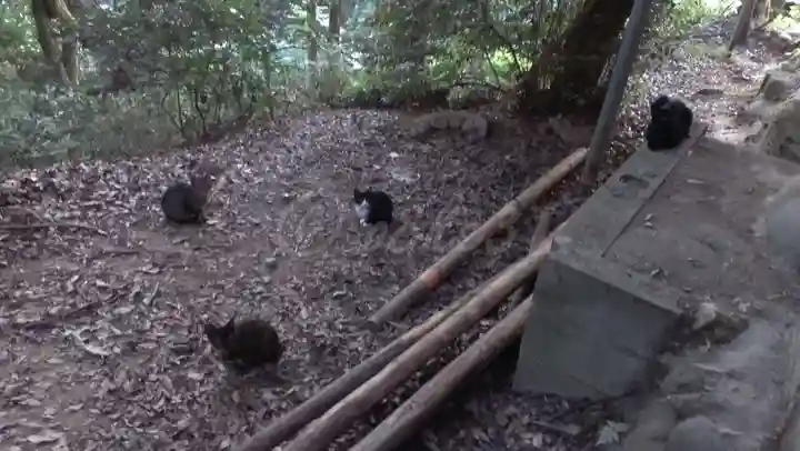 伏見稲荷大社の動物