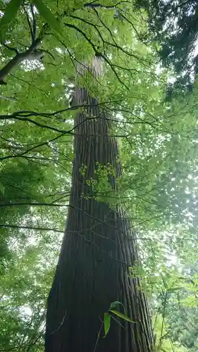 赤井嶽薬師 常福寺の自然
