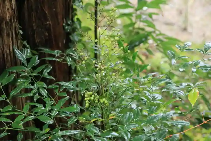 阿久津「田村神社」(郡山市阿久津町)旧社名:伊豆箱根三嶋三社の自然