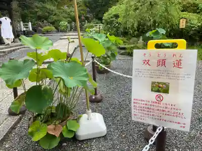 岡寺(龍蓋寺)(奈良県)