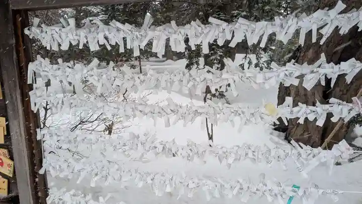 信濃神社のおみくじ
