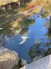 西宮神社の動物