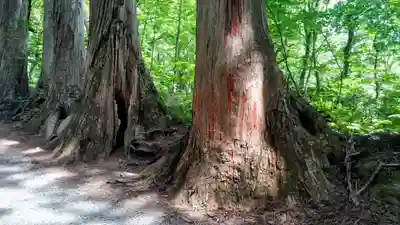戸隠神社奥社(長野県)