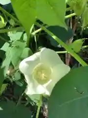 三輪神社の自然