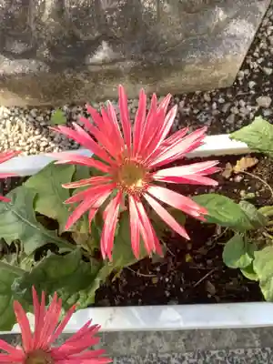 白山神社(新栄)の自然