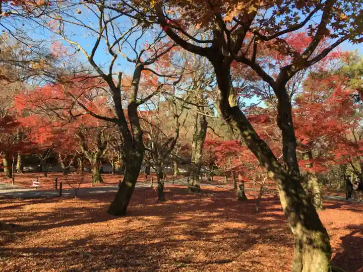 東福禅寺(東福寺)の自然