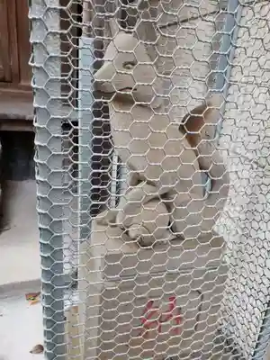 繁栄稲荷神社の狛犬