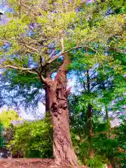 蛟蝄神社門の宮(茨城県)