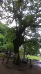 橿森神社(岐阜県)