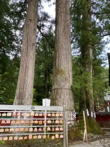 日光二荒山神社の絵馬