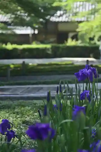 明月院(神奈川県)