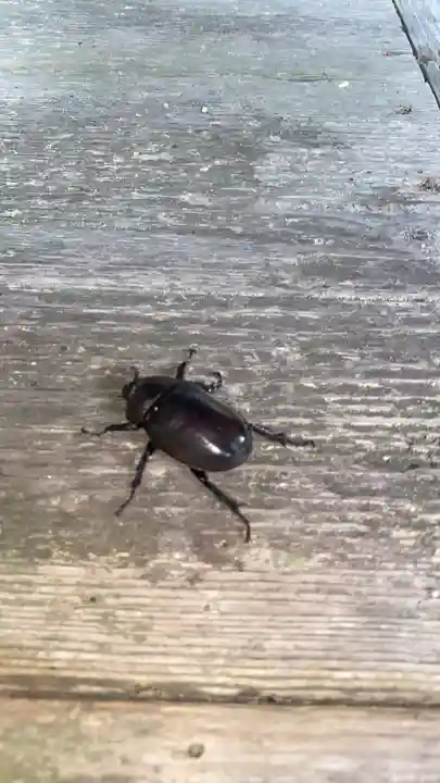 蟹井神社の動物
