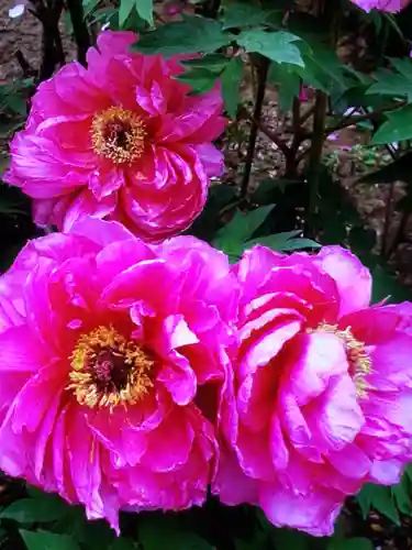 禅定院(東京都)