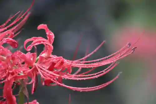 国宝 大法寺の自然