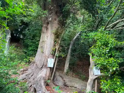 千ケ瀬神社の自然