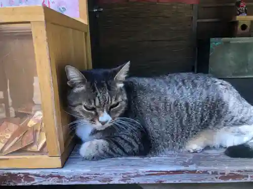 縣主神社の動物