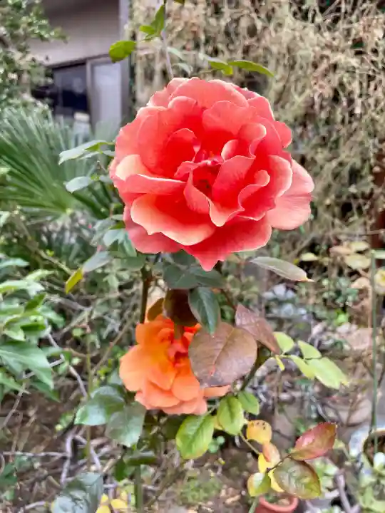 感応寺の{uncategorized: "未分類", other: "その他", undefined: "問題あり", building: "その他建物", grave: "お墓", sacred_gate: "鳥居", guardian: "狛犬", statue: "像", buddha: "仏像", history: "歴史", nature: "自然", garden: "庭園", animal: "動物", pagoda: "塔", temizu: "手水舎", mountain_gate: "山門・神門", sanctuary: "本殿・本堂", subordinate: "末社・摂社", art: "芸術", scenery: "景色", jizo: "地蔵", ema: "絵馬", goshuin: "御朱印", omikuji: "おみくじ", items: "授与品その他", amulet: "お守り", goshuincho: "御朱印帳", eats: "食事", festival: "お祭り", votive_dance: "神楽", shichigosan: "七五三参", wedding: "結婚式", experience: "体験その他", initially: "初詣", around: "周辺", anti_infection: "感染症対策"}