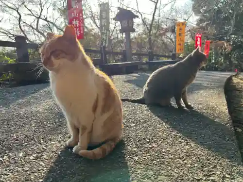 唐澤山神社の{uncategorized: "未分類", other: "その他", undefined: "問題あり", building: "その他建物", grave: "お墓", sacred_gate: "鳥居", guardian: "狛犬", statue: "像", buddha: "仏像", history: "歴史", nature: "自然", garden: "庭園", animal: "動物", pagoda: "塔", temizu: "手水舎", mountain_gate: "山門・神門", sanctuary: "本殿・本堂", subordinate: "末社・摂社", art: "芸術", scenery: "景色", jizo: "地蔵", ema: "絵馬", goshuin: "御朱印", omikuji: "おみくじ", items: "授与品その他", amulet: "お守り", goshuincho: "御朱印帳", eats: "食事", festival: "お祭り", votive_dance: "神楽", shichigosan: "七五三参", wedding: "結婚式", experience: "体験その他", initially: "初詣", around: "周辺", anti_infection: "感染症対策"}