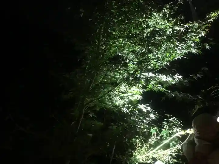 高台寺(高台寿聖禅寺・高臺寺)の自然