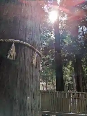 椿大神社(三重県)