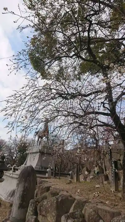 岡崎天満宮の自然