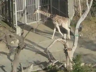 ビリケン神社の動物