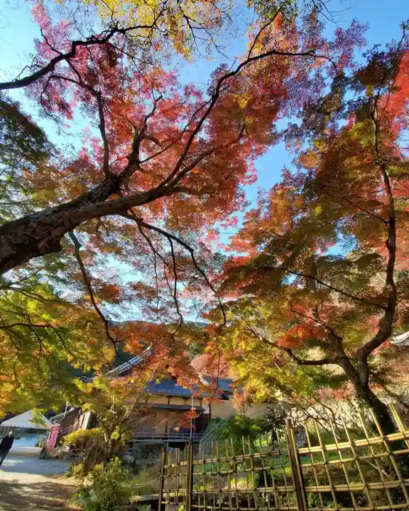 普門寺(切り絵御朱印発祥の寺)の自然