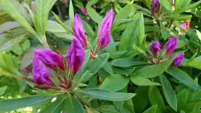 加茂神社の自然