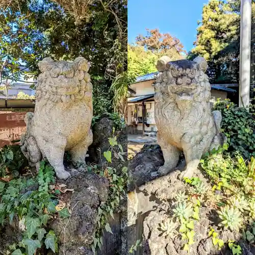 柏諏訪神社の狛犬