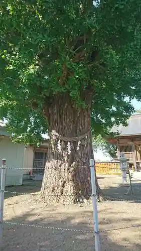 八幡神社の自然