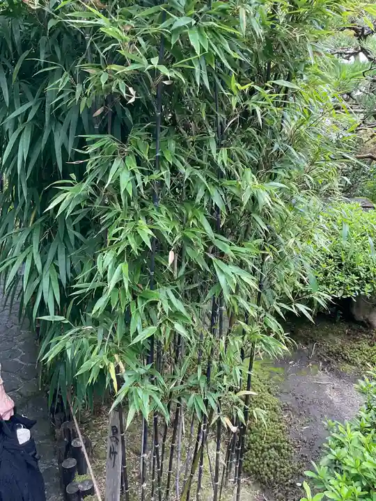 華厳寺(鈴虫寺)の自然