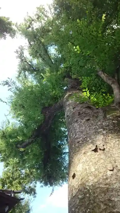 戸越八幡神社(東京都)