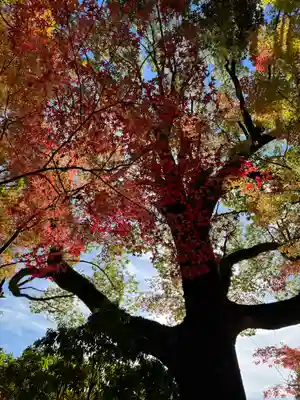 賀茂別雷神社（上賀茂神社）(京都府)
