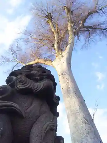 香取神社の狛犬