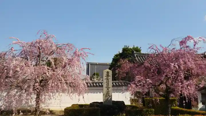 妙顯寺(妙顕寺)の自然