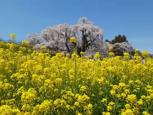 瀧桜神明宮の自然