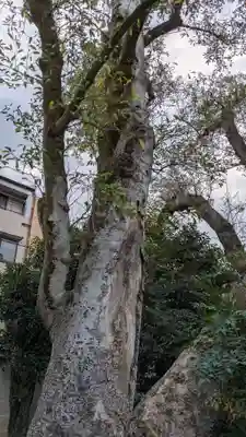 白峯神宮(京都府)