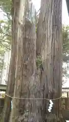 鹿嶋三嶋神社の自然