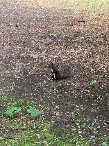 音更神社の動物