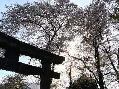 縣諏訪神社の鳥居