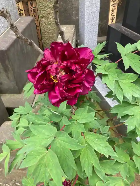 聖輪寺(東京都)