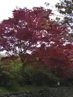 葛原岡神社の自然